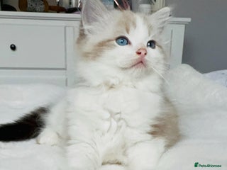 Ragdoll cats 🩷🐾Tica full Pedigree🐾Last Ragdoll girl🐾🩷🥰😻 - Advert 15