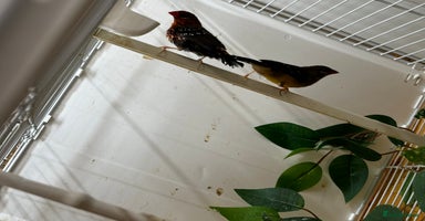 Finches birds - Advert 6