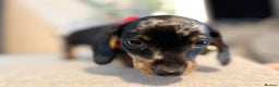 Miniature Dachshund dogs for sale: Miniature Dachshunds dapple. KC reg 4th Jan - Advert 10