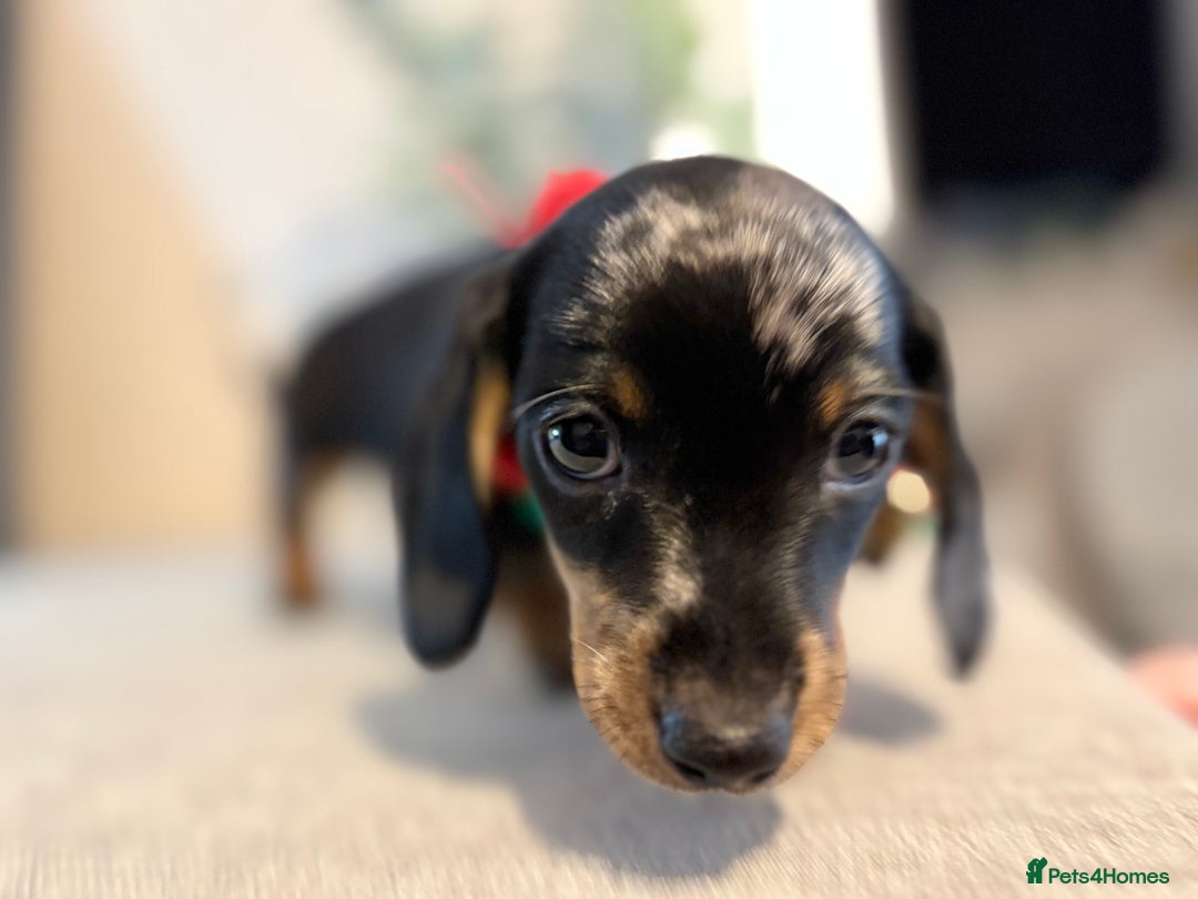Miniature Dachshund dogs for sale: Miniature Dachshunds dapple. KC reg 4th Jan - Advert 10
