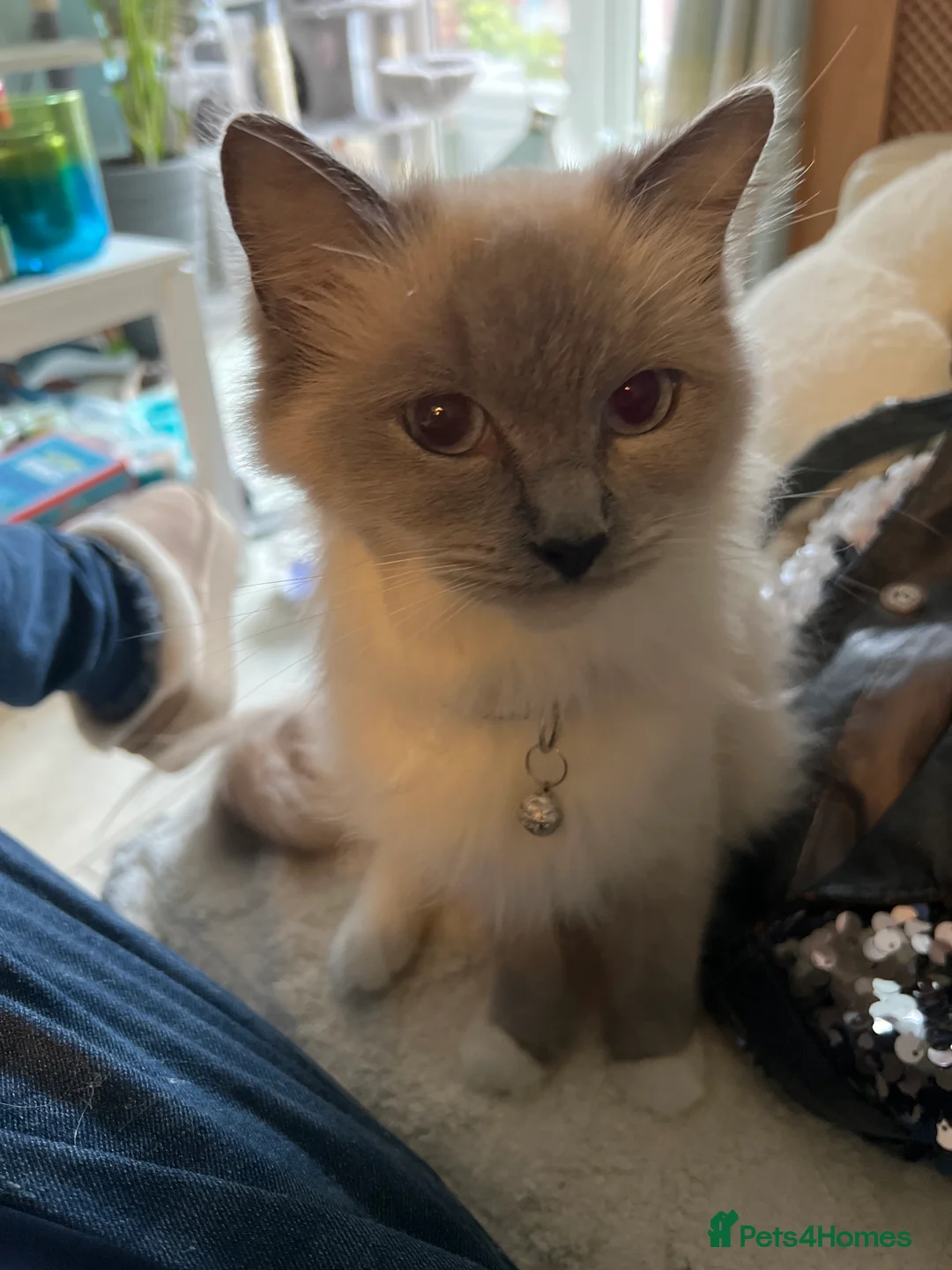 Ragdoll cats for sale: Rare blue+lilac bicolour + blue tortie kittens - Advert 4