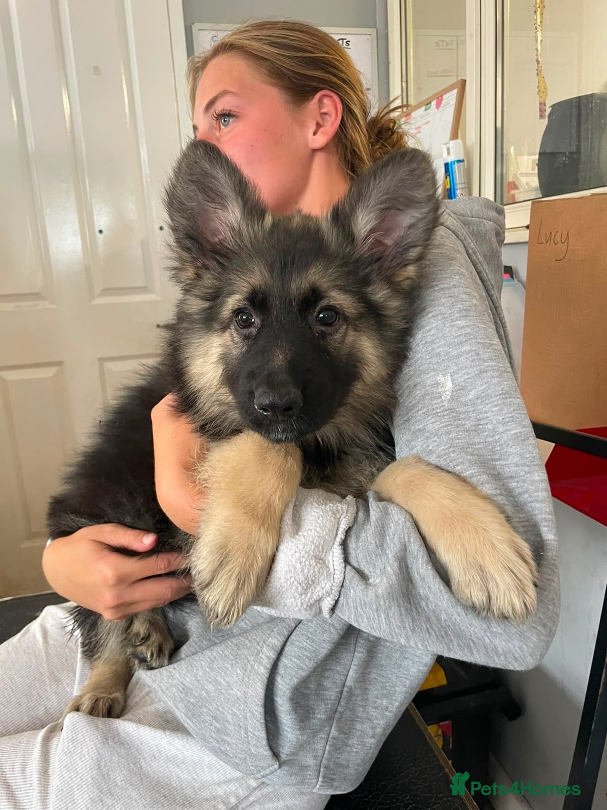 German Shepherd dogs Gorgeous Black&Tan KC German Shepherds 🐾 - Advert 1
