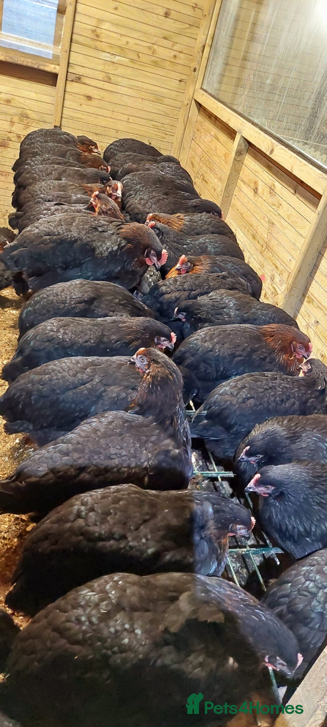 Hens poultry for sale: POL Hybrid French Black Copper Maran Hens  - Advert 6