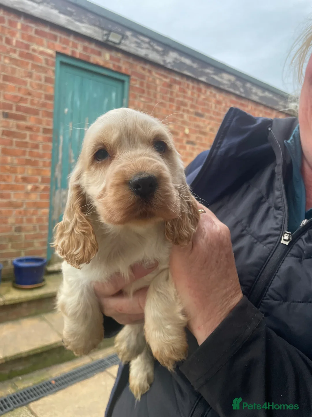 Cocker Spaniel dogs for sale: Show-Type Cocker Spaniel Puppies - Ready To Leave - Advert 1