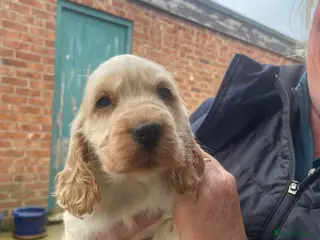 Cocker Spaniel dogs Show-Type Cocker Spaniel Puppies - Ready To Leave - Advert 4