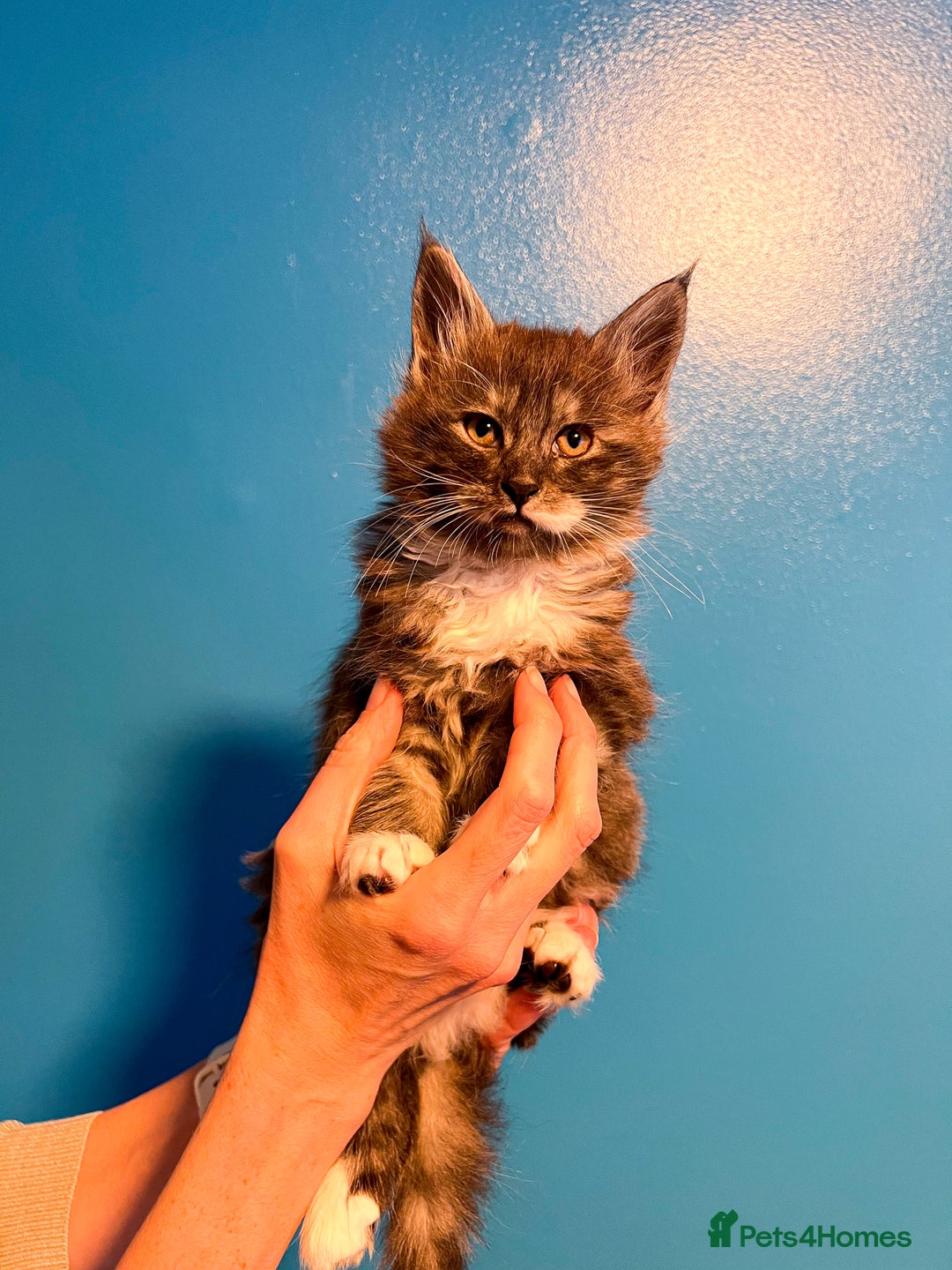 Maine Coon cats for sale: Maine Coon-X Kittens, Two Gorgeous Boys Ready - Advert 1