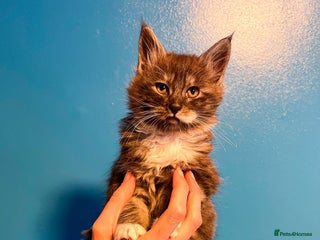 Maine Coon cats Maine Coon-X Kittens, Two Gorgeous Boys Ready - Advert 12