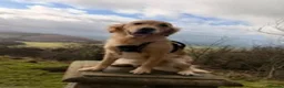 Golden Retriever dogs for sale: Perfect Golden Retriever Litter - Advert 21