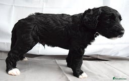 Double Doodle dogs for sale: Stunning litter standard golden doodles - Image 11