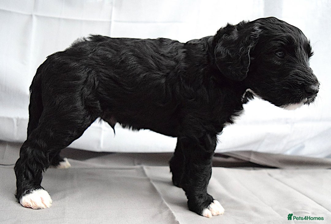 Double Doodle dogs for sale: Stunning litter standard golden doodles - Image 11