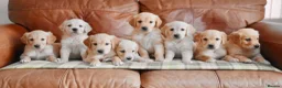 Golden Retriever dogs for sale: Quality KC Health Tested Golden Retriever Puppies - Advert 1