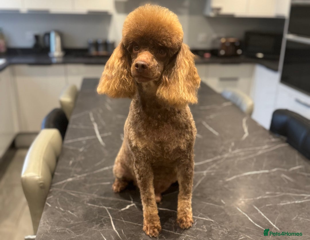 Miniature Poodle dogs for stud: Chocolate phantom miniature poodle stud - Advert 3