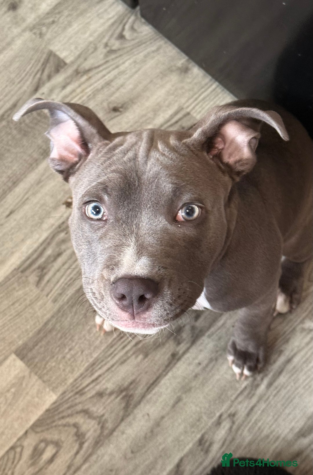 Mixed Breed dogs for sale: 6 Month female staffy for sale  - Advert 4