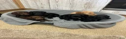 Cocker Spaniel dogs for sale: Fully Kc registered cocker spaniel puppies  - Advert 7