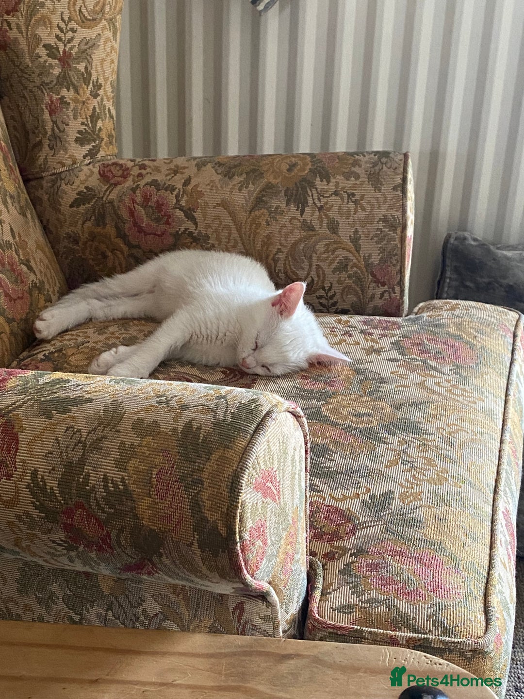 British Shorthair cats for sale: Two White British short hair kittens - Image 7