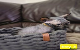 Sphynx cats for sale: 🌟 Sphynx Kittens – 5 Friendly Boys Ready Soon! 🌟 - Image 14