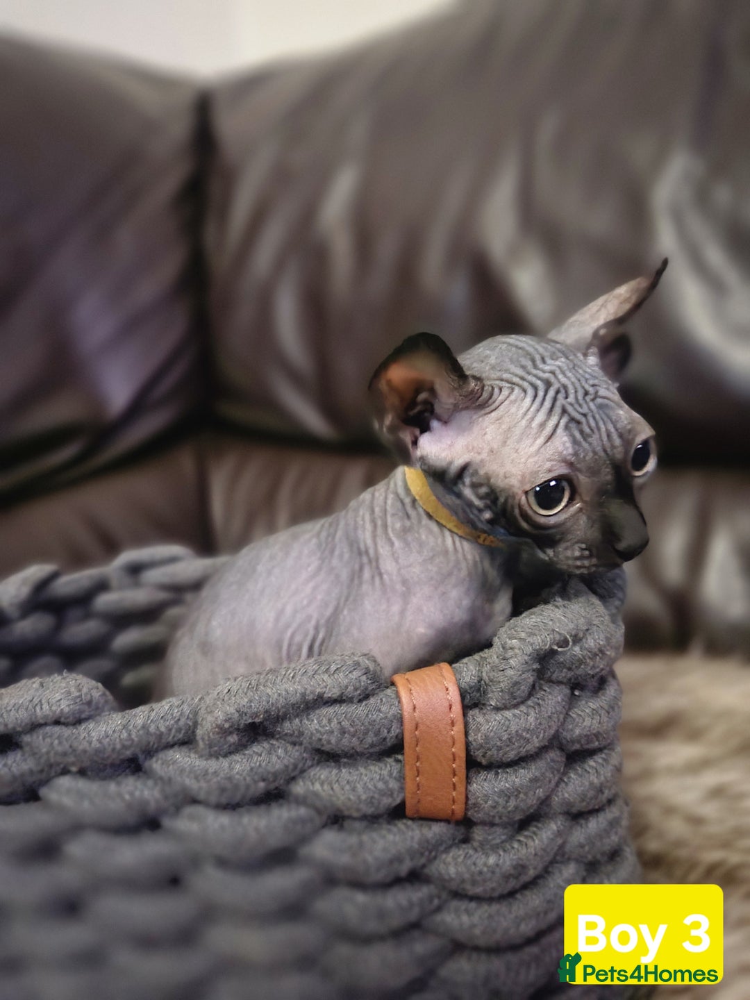 Sphynx cats for sale: 🌟 Sphynx Kittens – 5 Friendly Boys Ready Soon! 🌟 - Image 14