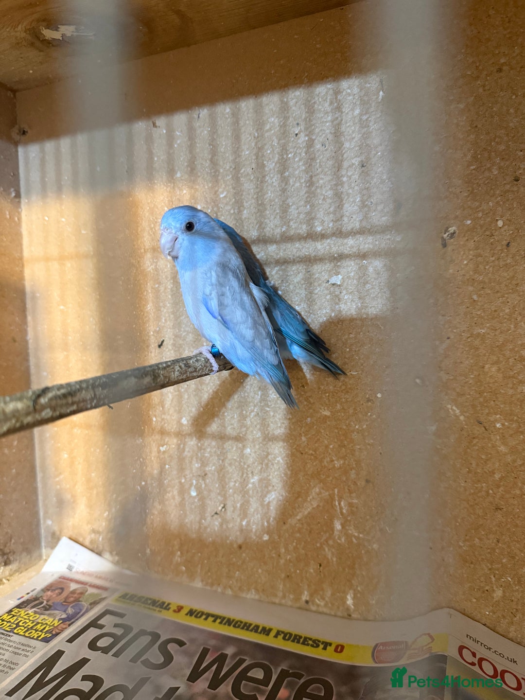 Lovebirds birds for sale: Parrotlet pair   - Image 4