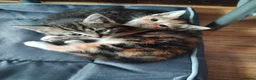 Mixed Breed cats for sale: Two kittens looking for new home  in Great Yarmouth - Advert 4