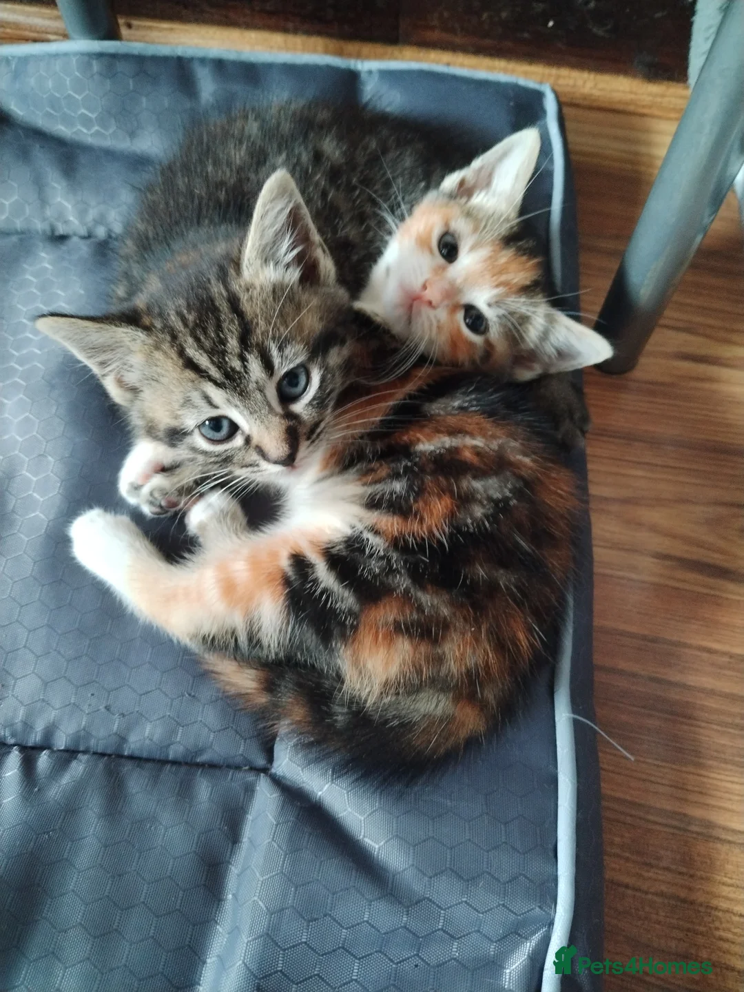 Mixed Breed cats for sale: Two kittens looking for new home  in Great Yarmouth - Advert 4