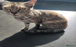 Bengal cats for sale: FREE to a Good home only  - Image 2