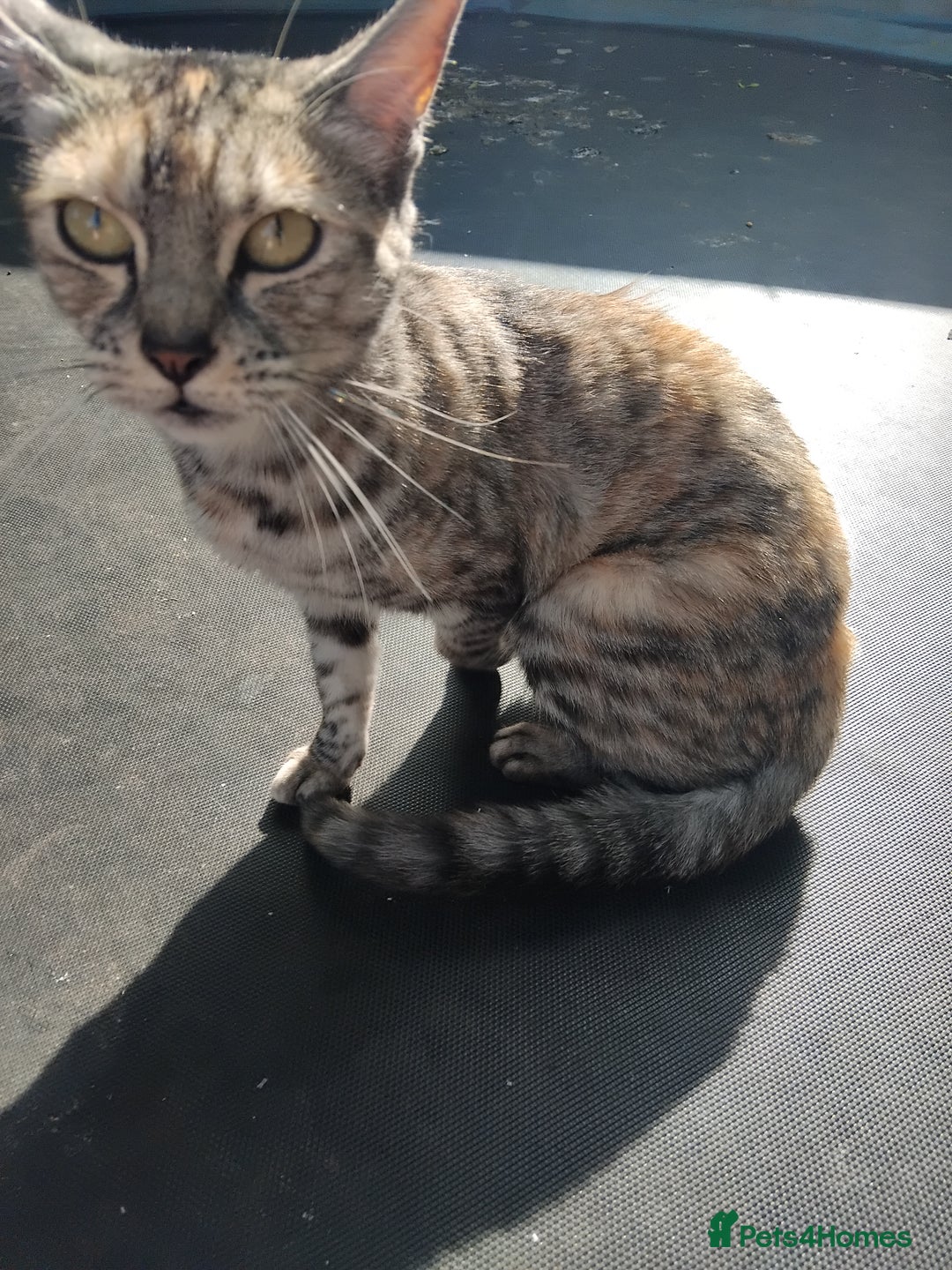Bengal cats for sale: FREE to a Good home only  - Image 2