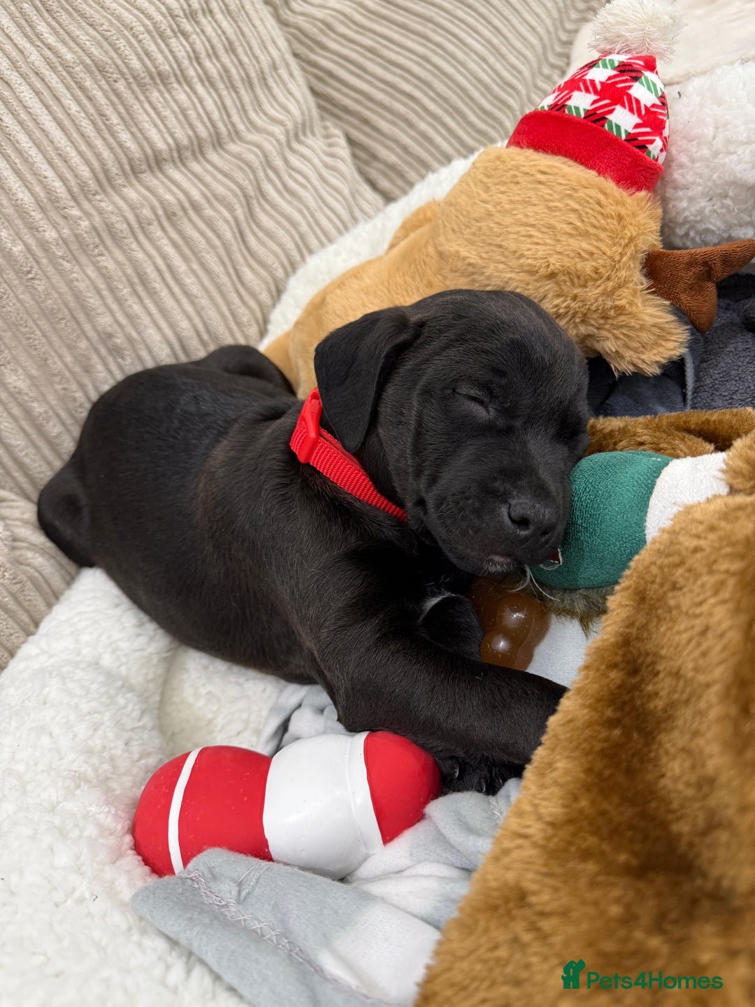 Patterdale Terrier dogs for sale: Hugo Patterdale Terrier Puppy - Advert 5