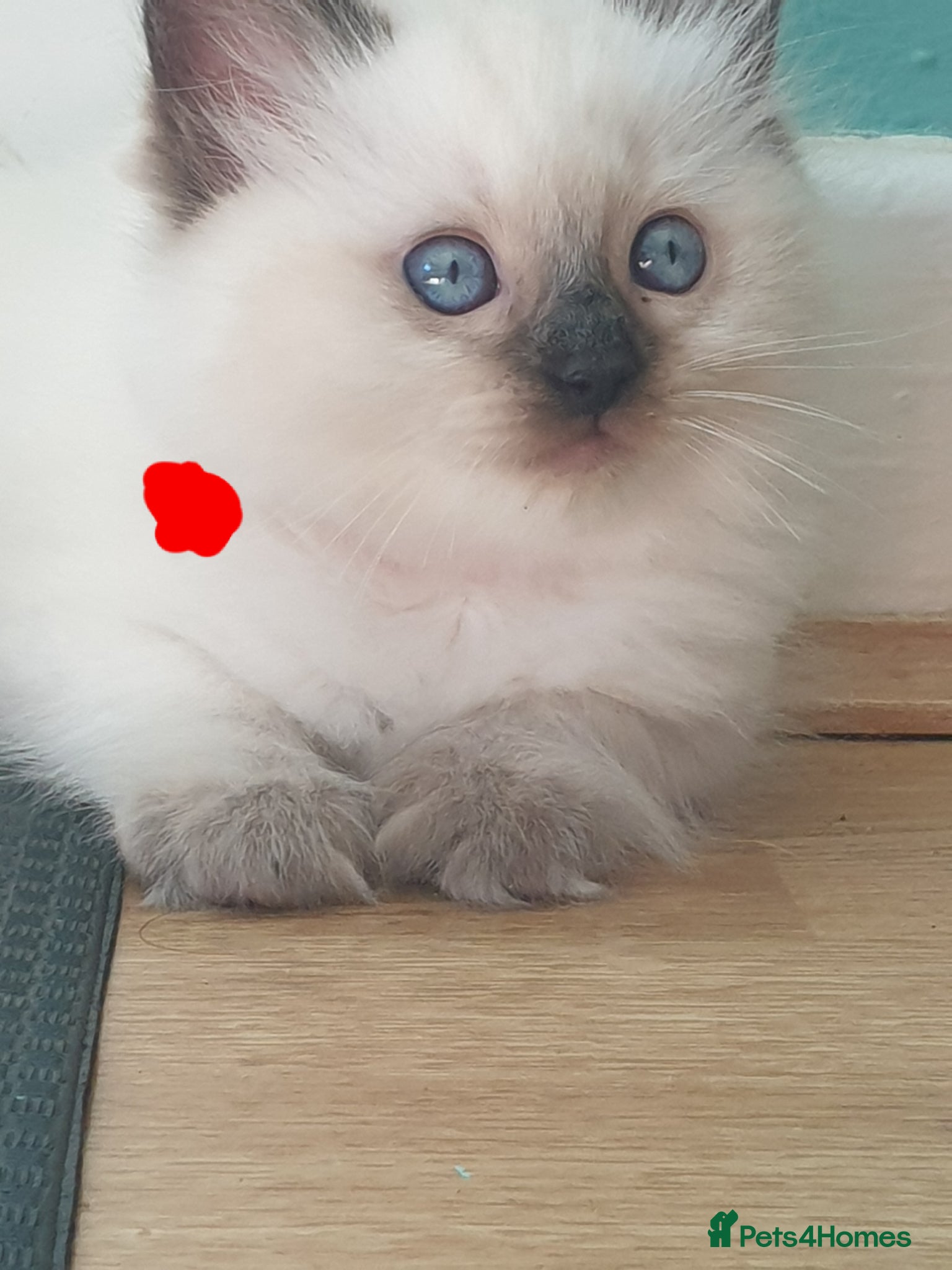 Ragdoll cats for sale: Ragdoll fluffy kittens x 4 chocolate seal point - Advert 6