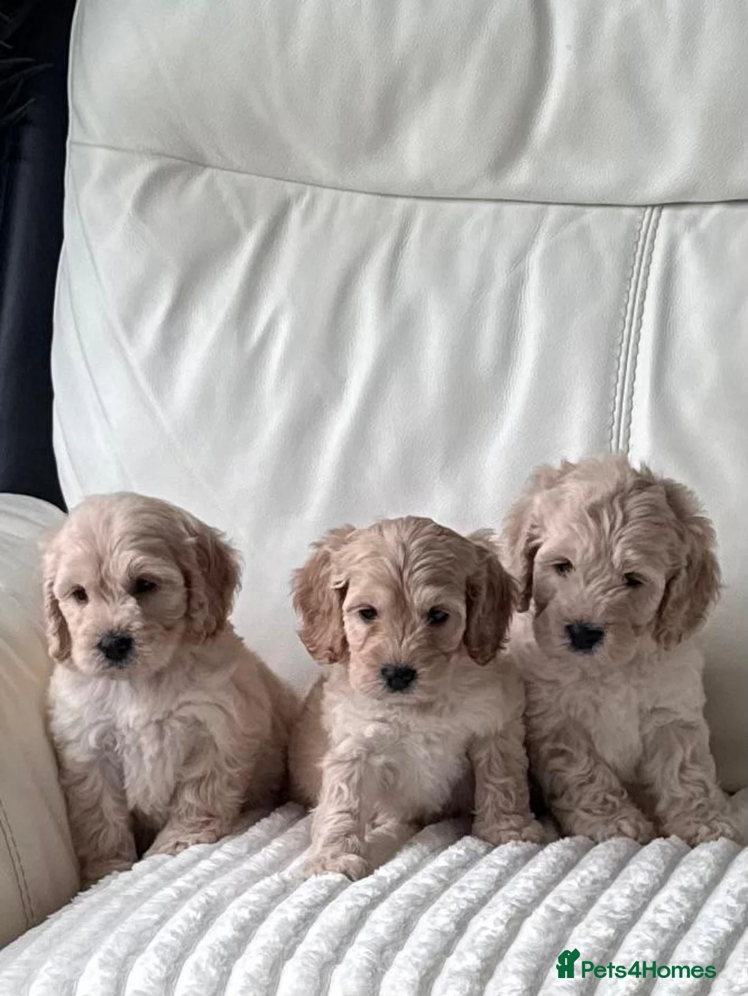 Cockapoo dogs for sale: Show type cockapoo girls puppys - Advert 1