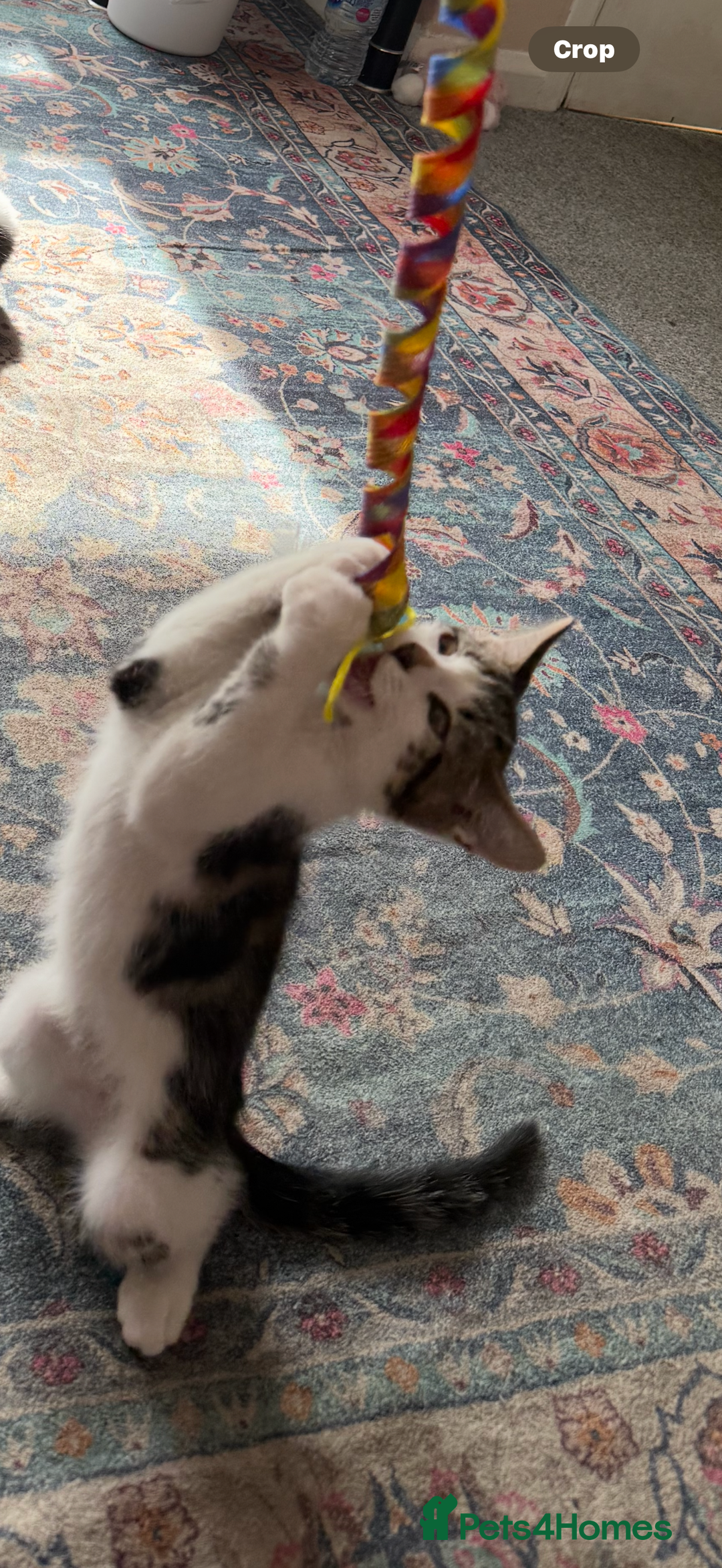 Mixed Breed cats for sale: 15/15 week old kitten  - Image 5