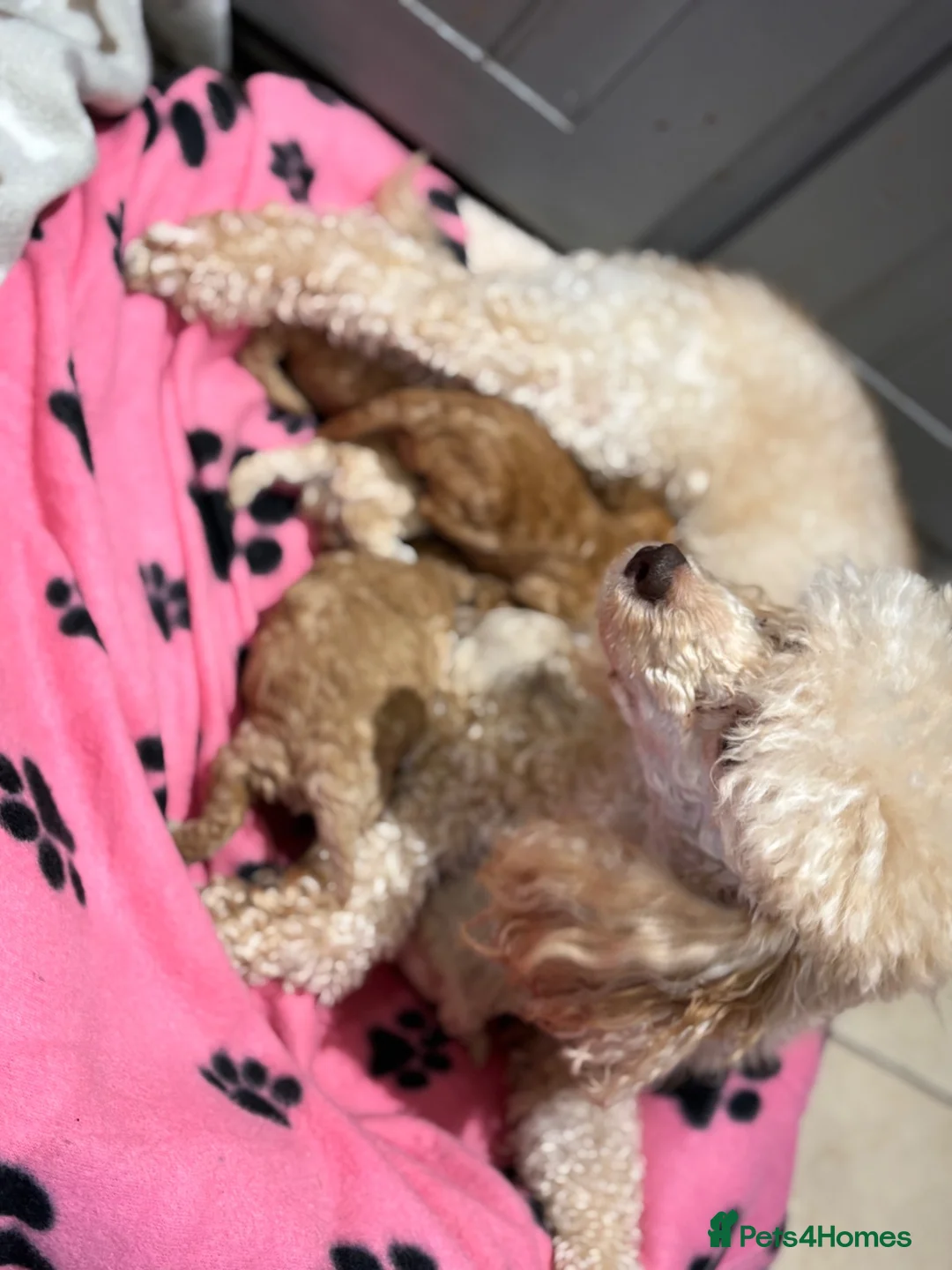Miniature Poodle dogs for sale: Gorgeous Miniature Poodles - Advert 9