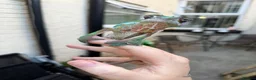 Chameleon reptiles for sale: Panther chameleon  - Advert 4