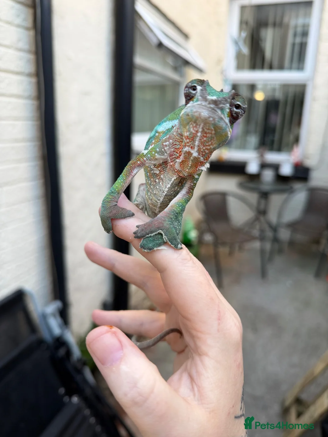 Chameleon reptiles for sale: Panther chameleon  - Advert 4