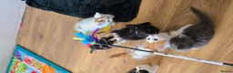 Mixed Breed cats for sale: Beautiful Kittens Looking for Their Forever Homes - Advert 16