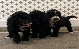 Cockapoo dogs for sale: Cockapoo F1B - Image 16