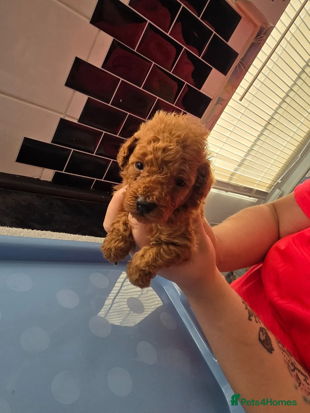 Toy Poodle dogs for sale: Kc red toy puddles  - Advert 9