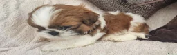 Shih Tzu dogs for sale: Shihtzu puppies - Advert 9
