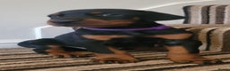 Dobermann dogs for sale: Exceptional Doberman - Advert 23