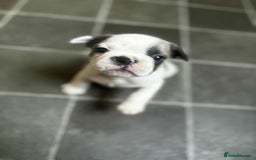 French Bulldog dogs for sale: Lilac fawn French bulldog puppies for sale  - Image 35