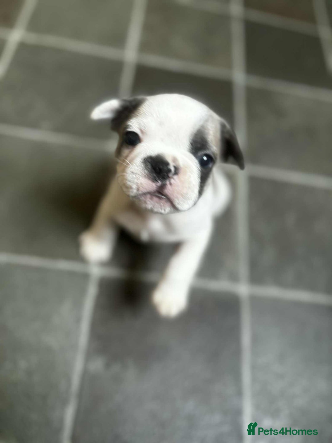 French Bulldog dogs for sale: Lilac fawn French bulldog puppies for sale  - Image 35