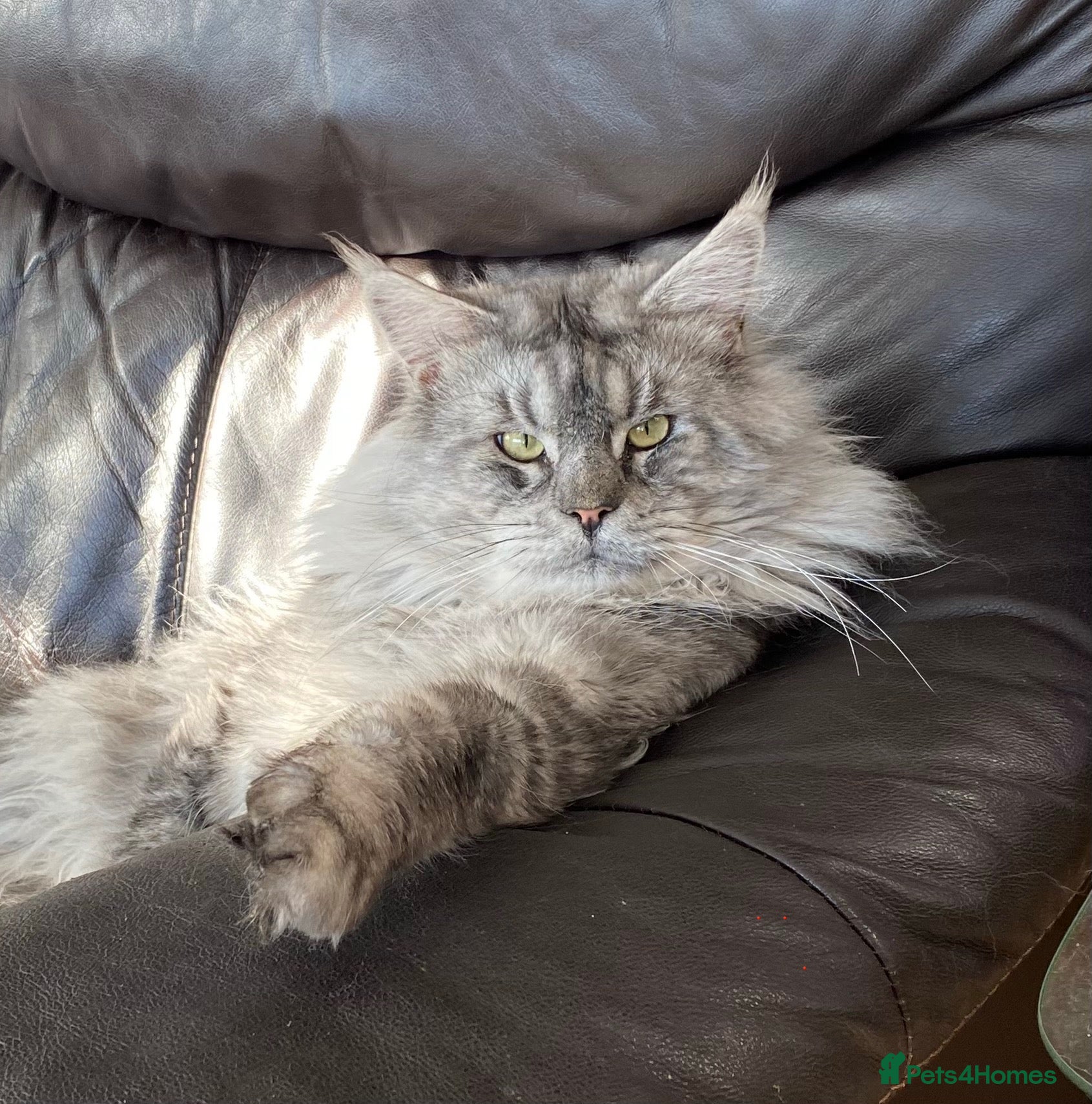 Maine Coon cats Beautiful Main Coon Kittens Ready - Advert 2