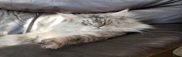 Maine Coon cats for sale: Beautiful Main Coon Kittens Ready - Advert 2