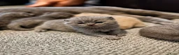 British Shorthair cats for stud: Cat for stunning - Advert 8
