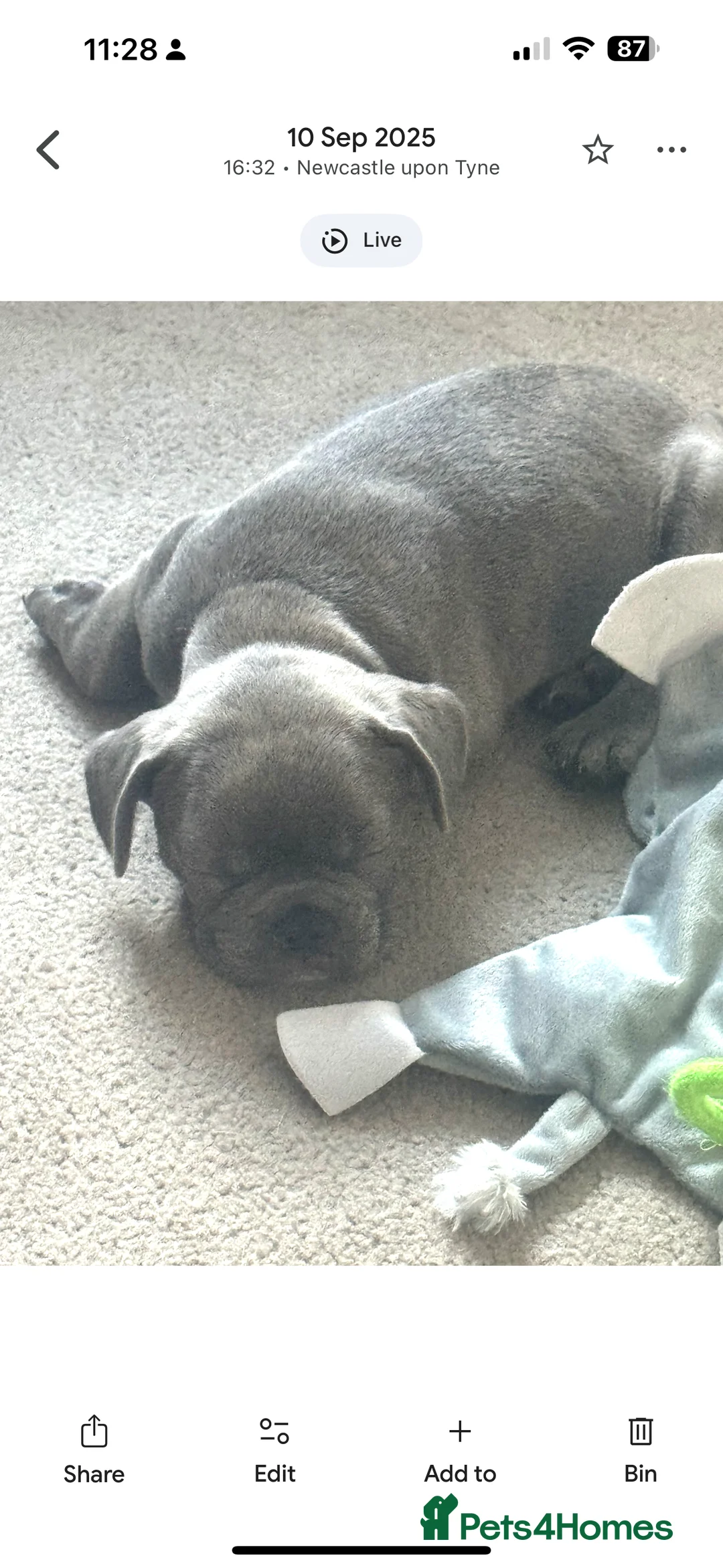 French Bulldog dogs for sale: Male kc reg blue/merle frenchbulldog - Advert 7