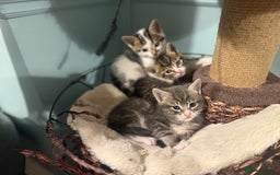 Mixed Breed cats for sale: Ready to find the best homes  - Image 6