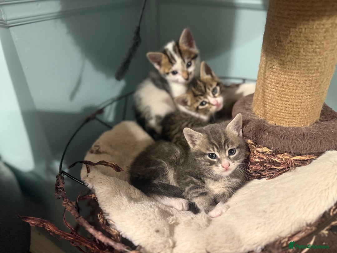 Mixed Breed cats for sale: Ready to find the best homes  - Image 6