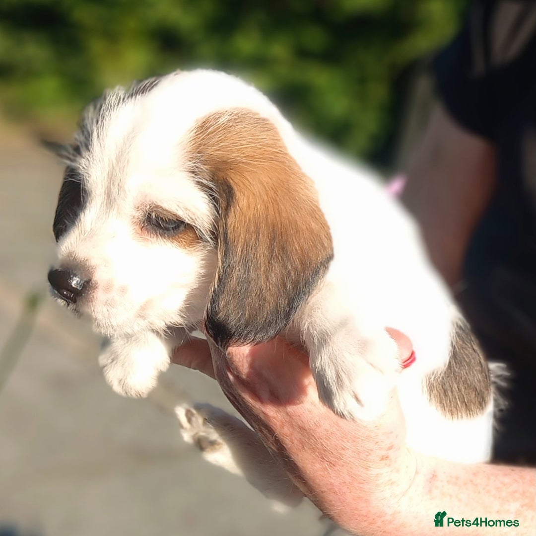 Mixed Breed dogs for sale: Jack Russel Pups in Machynlleth - Image 31