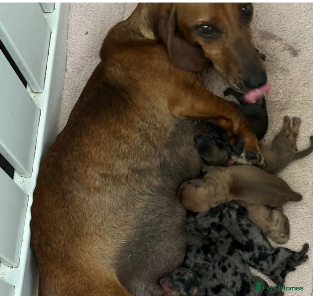 Mixed Breed dogs for sale: sausage x pom  - Advert 12