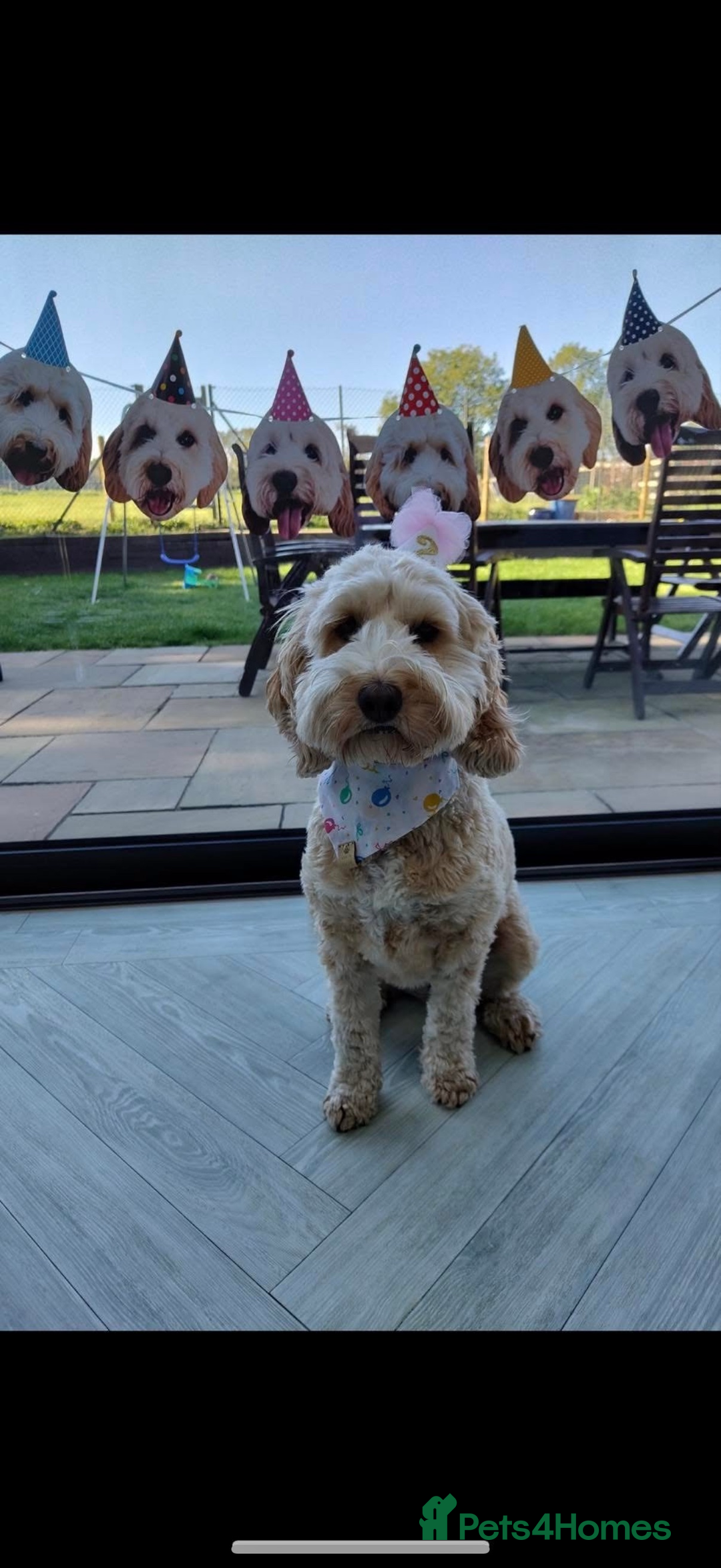Cavapoo dogs for sale: Beautiful Health Tested F1 Cavapoos 🐶 - Image 15
