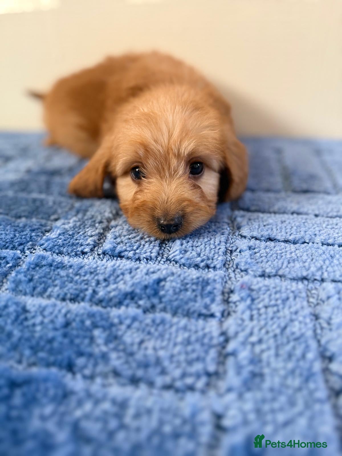 Cockapoo dogs Only boys left  - Advert 14